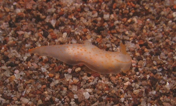 Gymnodoris citrina